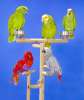Попугаи из питомника "MNP"- говорящие, ручные - птенцы и взрослые птицы
