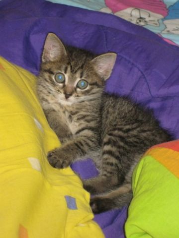 Котята в добрые руки Котята в добрые руки