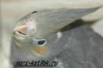продаю молодых корелл продаю молодых корелл