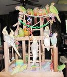 Кореллы птенцы, взрослые птицы, есть ручные. домашнего разведения. Кореллы птенцы, взрослые птицы, есть ручные. домашнего разведения.