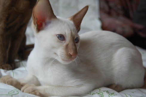 Сиамский котенок редкого окраса фавн-пойнт Сиамский котенок редкого окраса фавн-пойнт