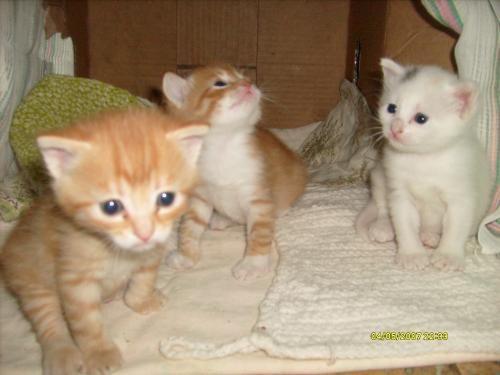 отдам котят отдам котят