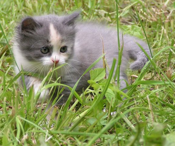 Кошечка в дар Кошечка в дар
