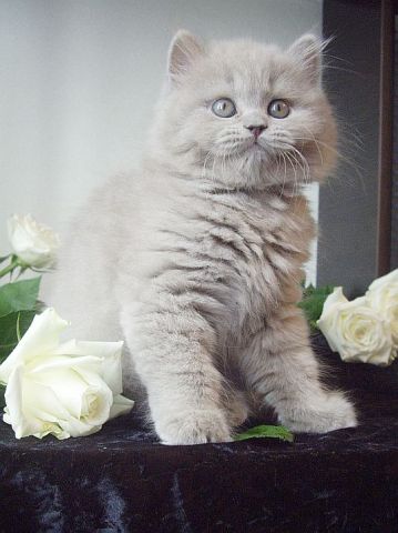 Британские котята Британские котята