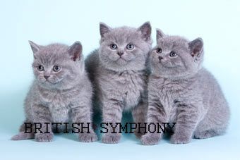 Голубые британские котята из питомника"British Symphony". Вязки Голубые британские котята из питомника"British Symphony". Вязки