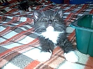 В ДАР ДВУХ КОТЯТ В ДАР ДВУХ КОТЯТ