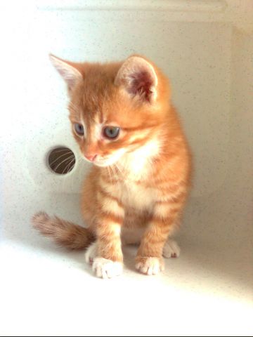 Отдам котёнка Отдам котёнка