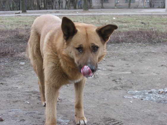 Сука 9 лет ищет доброго хозяина Сука 9 лет ищет доброго хозяина