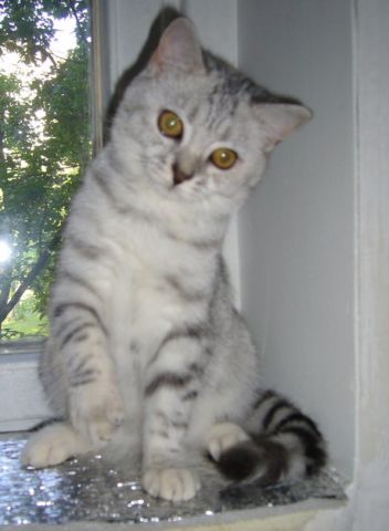 британские котята срочно! британские котята срочно!