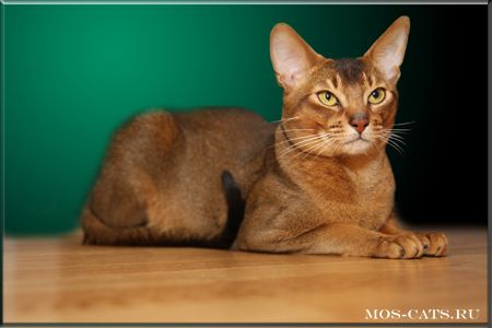 Кот для ВЯЗОК - Абиссинский Кот для ВЯЗОК - Абиссинский
