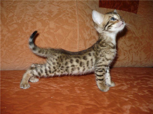 Бенгальские котята Бенгальские котята