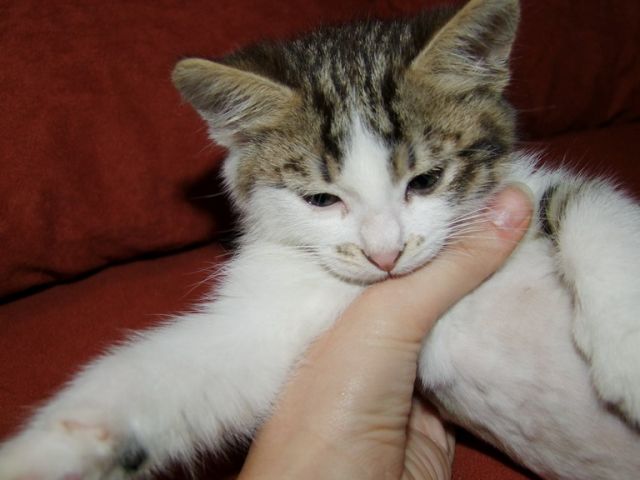 котеночек Мишка котеночек Мишка