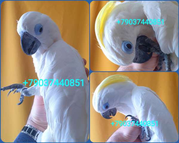 Синеочковый какаду (Cacatua ophthalmica) птенцы из питомника Синеочковый какаду (Cacatua ophthalmica) птенцы из питомника