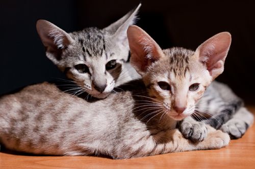 Ориентальные котята! Ориентальные котята!