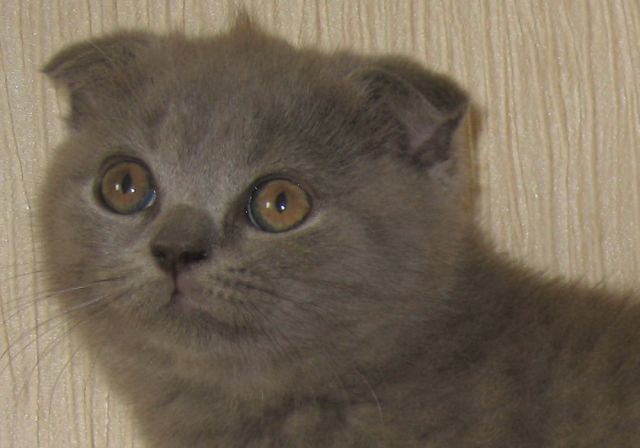 Продаются шотландские котята Продаются шотландские котята