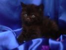Британские короткошерстные котята. Окрас Чёрный