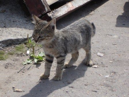 Котята в дар!