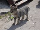 Котята в дар!