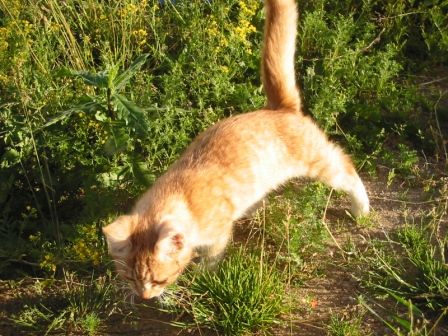 рыжий котенок Лучик, 4 мес., здоров, ищет дом рыжий котенок Лучик, 4 мес., здоров, ищет дом