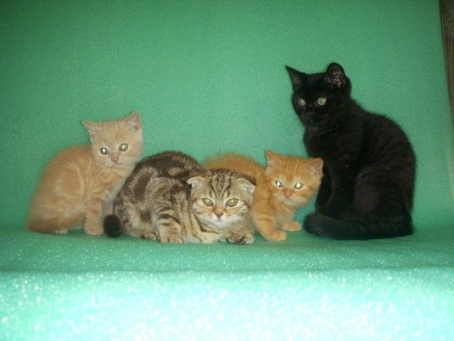 Шотландские котята редких окрасов. Шотландские котята редких окрасов.