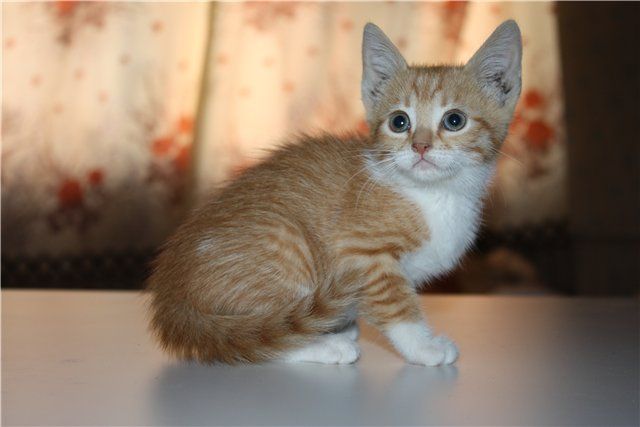 Рыжий котенок девочка 2 меч Рыжий котенок девочка 2 меч