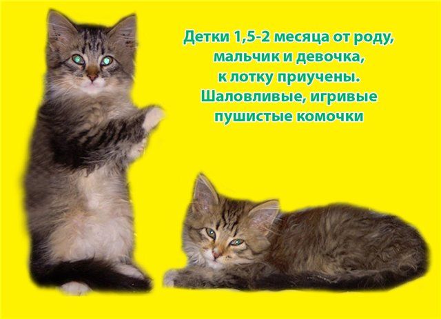 Два котенка ищут дом Два котенка ищут дом