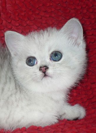 Шотландский короткошерстный плюшевый котик.Окрас сильвер табби. Шотландский короткошерстный плюшевый котик.Окрас сильвер табби.
