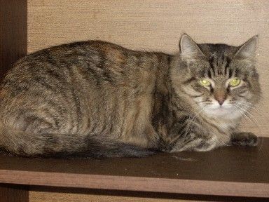 Сибирская кошка Сибирская кошка