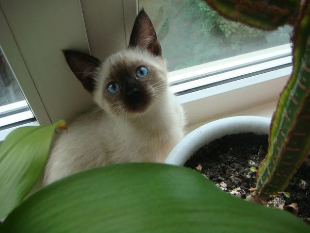 тайский котик тайский котик