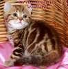  Британские котята  шоколадный мрамор .Питомник VIVIAN.