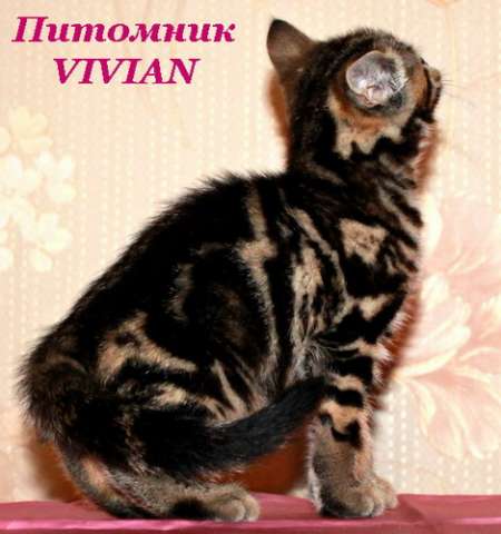 Британские котята .Питомник VIVIAN. Британские котята .Питомник VIVIAN.