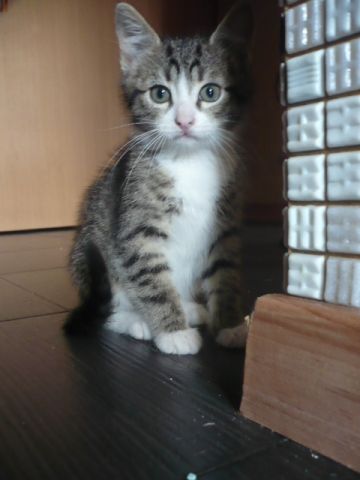 Котенок Шумахер в заботливые руки. Котенок Шумахер в заботливые руки.