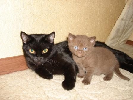 Британский плюшевый котенок Британский плюшевый котенок