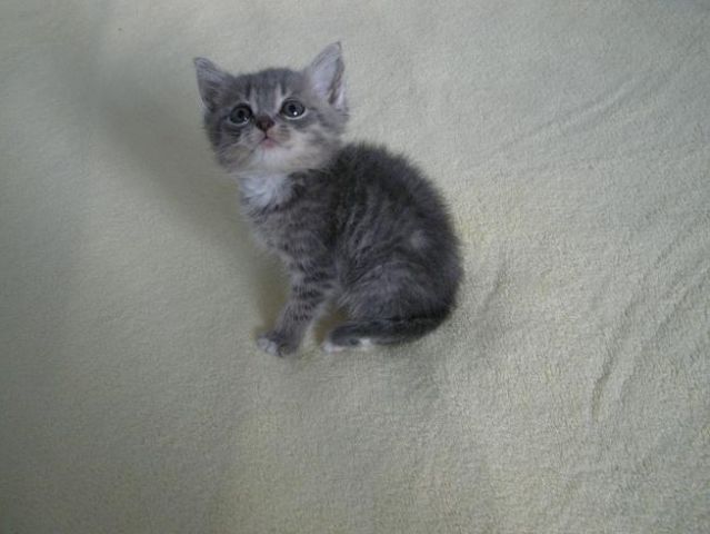 замечательный котенок замечательный котенок