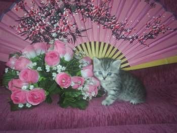 Шотландские котята Шотландские котята