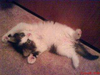 Котенок в дар Котенок в дар