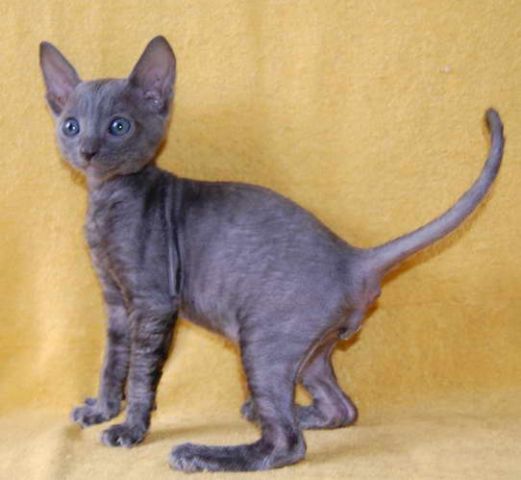 Корниш рекс - элитные котята. Корниш рекс - элитные котята.