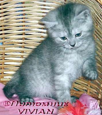 Британские котята.Питомник VIVIAN. Британские котята.Питомник VIVIAN.
