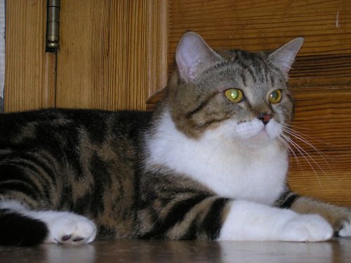 британские котята британские котята
