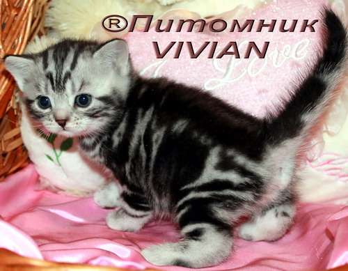 Британские котята вискас .Питомник VIVIAN. Британские котята вискас .Питомник VIVIAN.