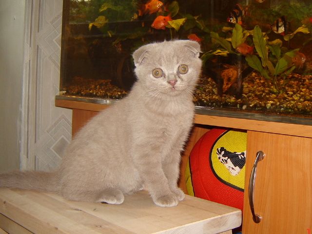 шотландские лиловые котята шотландские лиловые котята