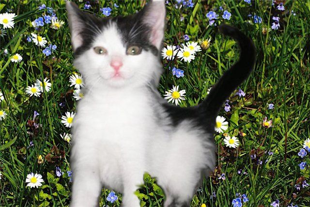 Полька, игривый котенок Полька, игривый котенок