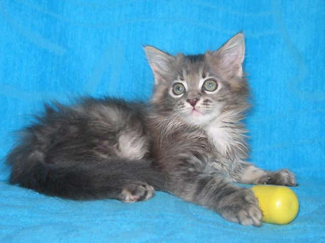 Мейн-куна котята Мейн-куна котята