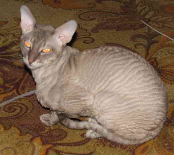 Корниш рекс вязка Корниш рекс вязка