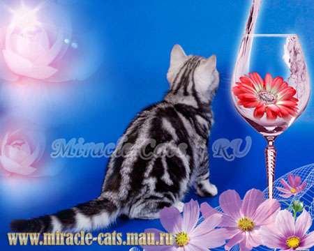 ВЕЛИКОЛЕПНЫЕ КОТЯТА ЖДУТ ВАС ! 8-905-572-70-72 ВЕЛИКОЛЕПНЫЕ КОТЯТА ЖДУТ ВАС ! 8-905-572-70-72