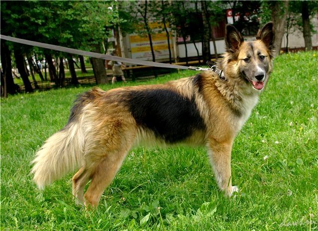 Красавица Джелла, игрунья и ласкунья Красавица Джелла, игрунья и ласкунья