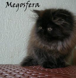 Персидская черная кошечка Персидская черная кошечка