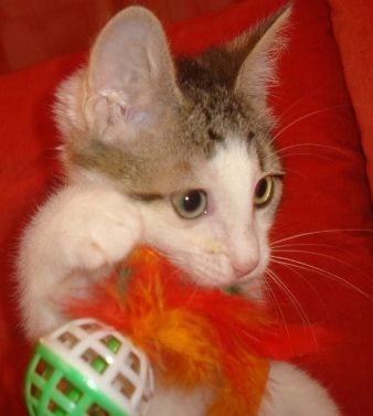 Котёнок Макс,3 месяца,в добрые руки. Котёнок Макс,3 месяца,в добрые руки.