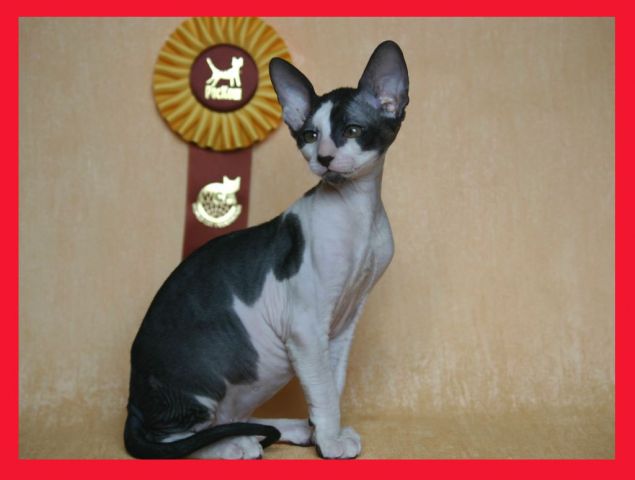 Корниш -рекс стильные котята, недорого. Корниш -рекс стильные котята, недорого.