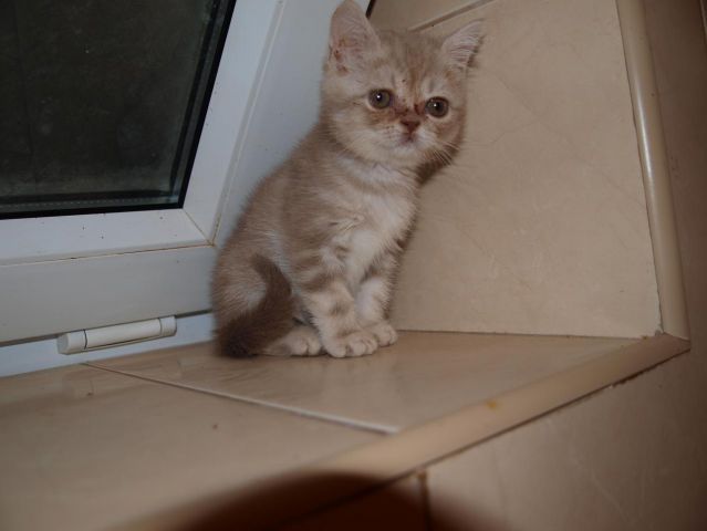 Британский котенок Британский котенок